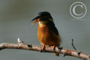 Kingfisher swallowing a small perch.